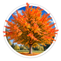 Парротія перська Parrotia persica 0